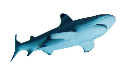 Fototapeta premium Shark isolated on transparent background.