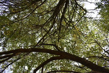 Obraz premium Green Leaves on Tree Branches