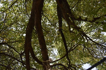 Green Leaves on Tree Branches