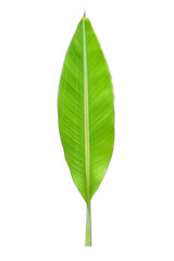banana leaves on a white background	