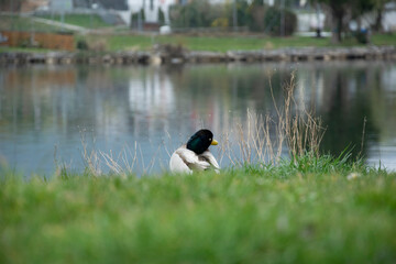 duck on the lake