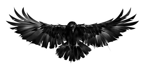 drawn graphic image of a raven bird on a white background - 538464787