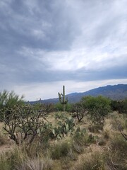 windmill on the hill