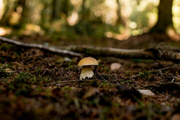 White mushrooms in the woods, on a background of leaves, bright sunlight. Boletus. Mushroom