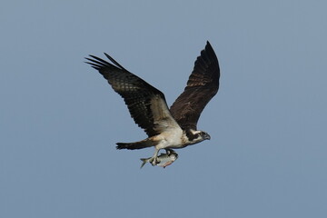 osprey in flight