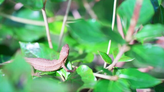 草の上で休むニホンカナヘビの後ろ姿