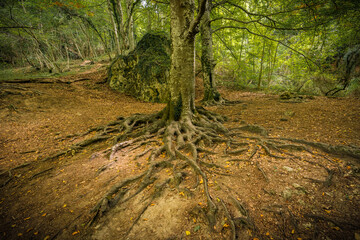 Tree with roots