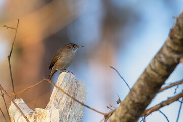 House wren (Troglodytes aedon) perched on a broken branch in Sarasota County, Florida
