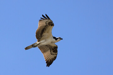 Osprey (Pandion haliaetus) in flight against a blue sky