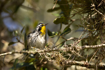 Yellow-throated warbler (Setophaga dominica) fluffs up its feathers in Sarasota County, Florida 