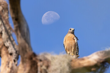 A red-shouldered hawk (Buteo lineatus) in front of the moon in Sarasota County, Florida