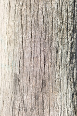Obraz premium Abstract texture of the bark of a tree.