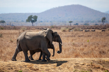 Obraz premium elephants in the savannah
