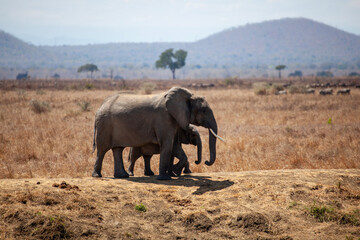 Obraz premium elephants in the wild
