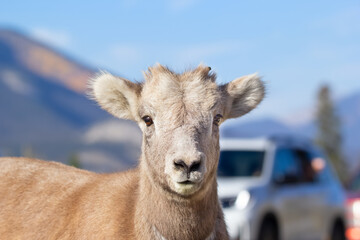 Portrait of a young bighorn sheep on the road in the Rocky mountains.