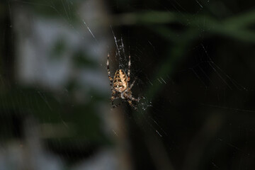 agelena labyrinthica spider macro photo
