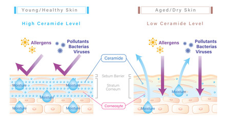 Ceramide in skin and skin barrier illustration comparing between young/healthy skin and aged/dry skin. Simple version