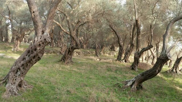 Olive orchard - tree trunks with gnarled barks on green grass. Grove with old trees in the Mediterranean region is the source of olive oil. Establishing shot of beautiful forest or park in the morning