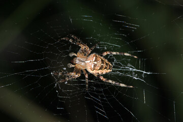 agelena labyrinthica spider macro photo
