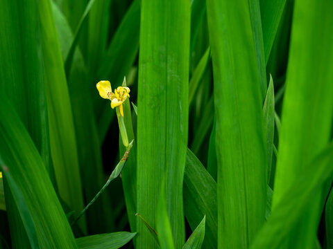 Single Yellow Walking Iris Flower Blooming