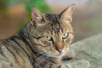 Fototapeta premium Street Cat Portrait 3