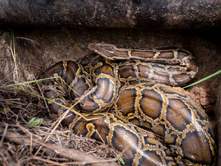 Python Lives in The Bucket of Backhoe