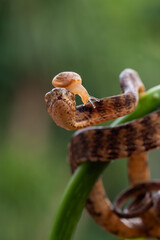 Slug eating snake with its prey
