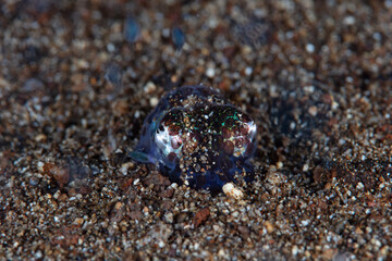 A tiny, nocturnal Bobtail squid, Euprymna berryi, hovers above the sandy seafloor. These cephalopods use symbiotic luminescent bacteria to manipulate and diminish their silhouette as they swim.