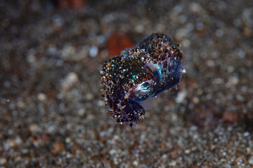 A tiny, nocturnal Bobtail squid, Euprymna berryi, hovers above the sandy seafloor. These cephalopods use symbiotic luminescent bacteria to manipulate and diminish their silhouette as they swim.