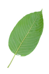 Obraz premium leaves isolated on white background