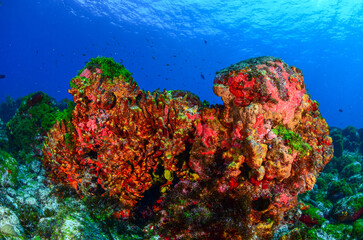 Naklejka na ściany i meble Corals in Fernando de Noronha sea, scuba diving in Brazil