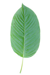 Obraz premium leaves isolated on white background
