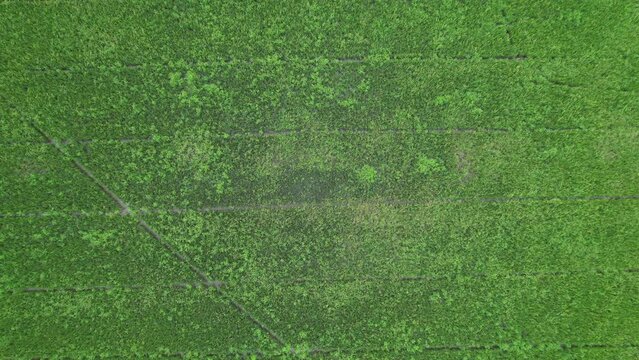 aerial view from flying drone of Field rice with landscape green pattern nature background, top view field rice
