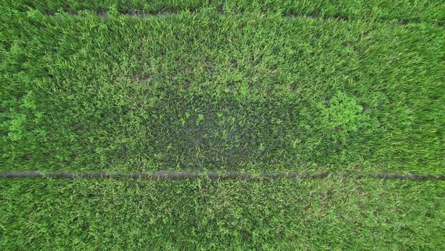 aerial view from flying drone of Field rice with landscape green pattern nature background, top view field rice
