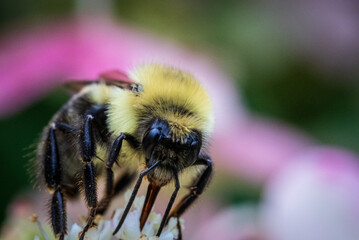 bee on a flower