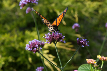 Danaus plexippus feeding on purple verbena flowers in the sun
