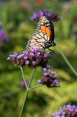Danaus plexippus nectaring on the edge of a purple verbena blossom