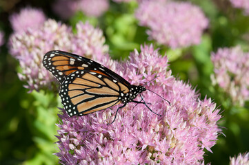 Danaus plexippus crawling over the top of autumn joy a perennial succulent