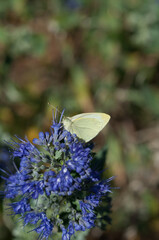 cabbage white (?) butterfly on flower spike with small purple blue flower buds