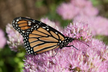 Danaus plexippus on stonecrop (sedum)