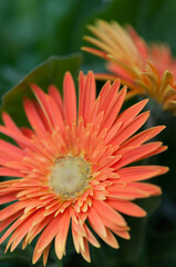 close up of an orange gerbera daisy with another one growing nearby