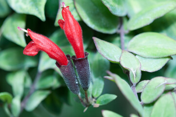 red flowers and green foliage at the conservatory