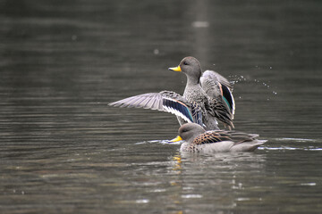 yellow-billed teal (Anas flavirostris) swimming