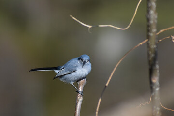 female masked gnatcatcher (Polioptila dumicola) perching