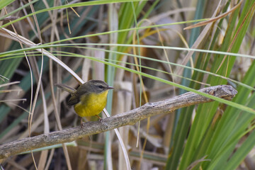 golden-crowned warbler (Basileuterus culicivorus) perching