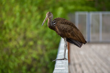 limpkin (Aramus guarauna) at the ciudad universitaria, costanera norte nature reserve