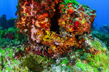 Fototapeta na wymiar Corals and spiny lobsters in Fernando de Noronha sea, scuba diving in Brazil