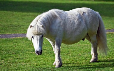 White Shetland pony in a field