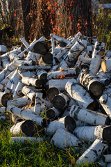 Birch firewood lying near a tree on an autumn evening