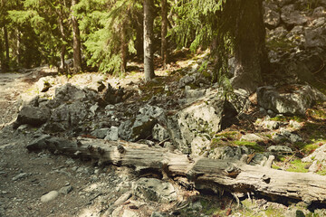 View of path through mountain forest on sunny day